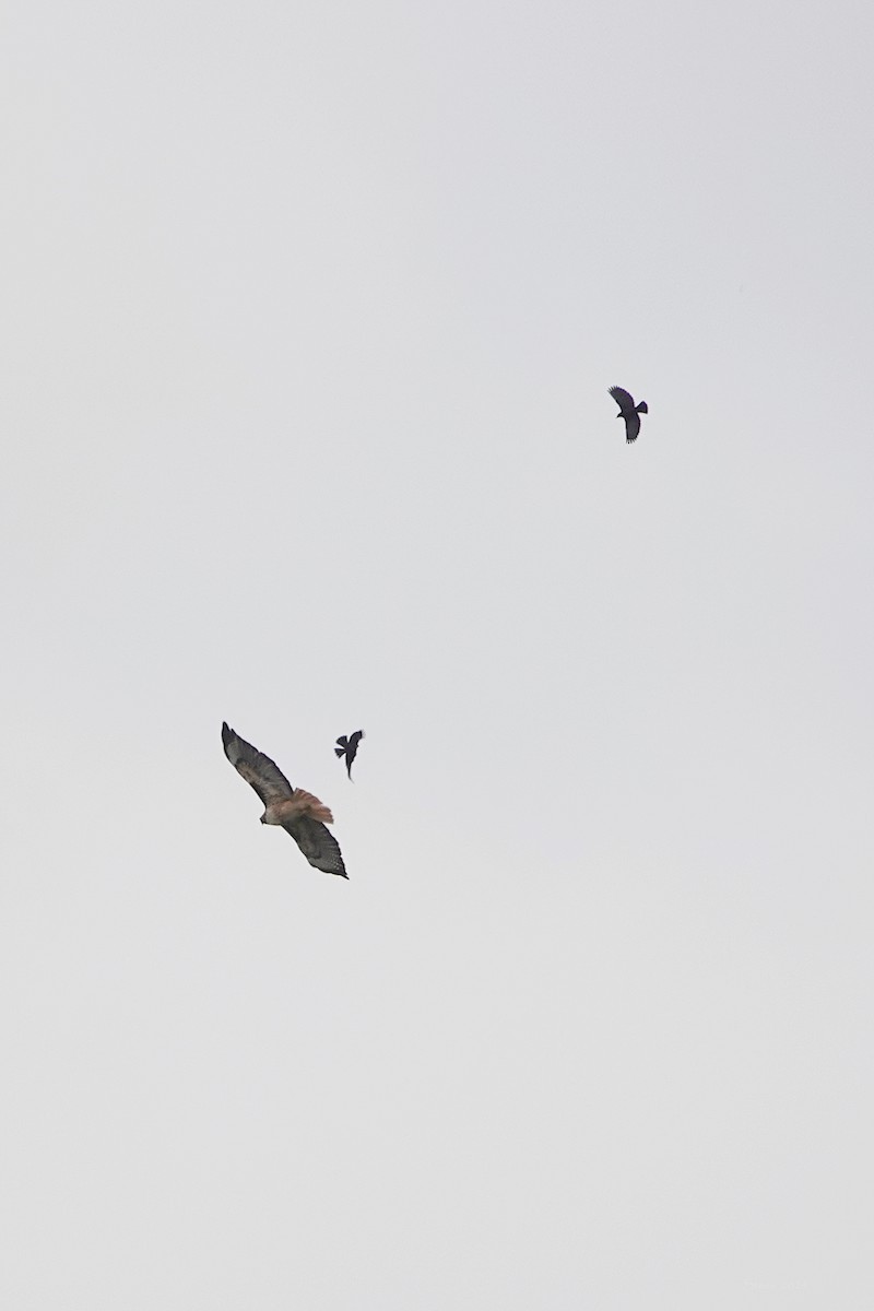 Red-tailed Hawk - Steve Neely