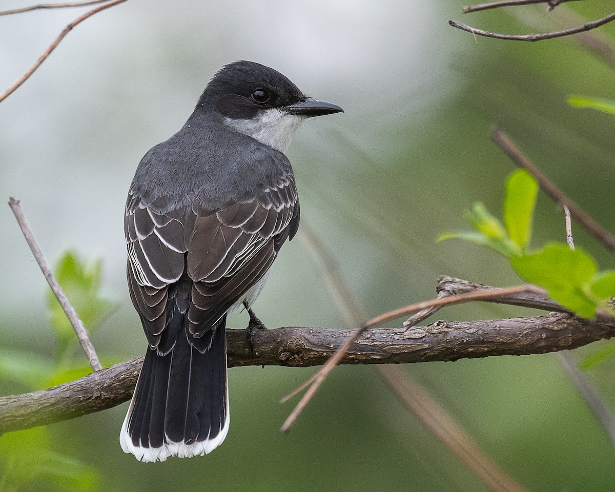 Eastern Kingbird - Mike Schijf