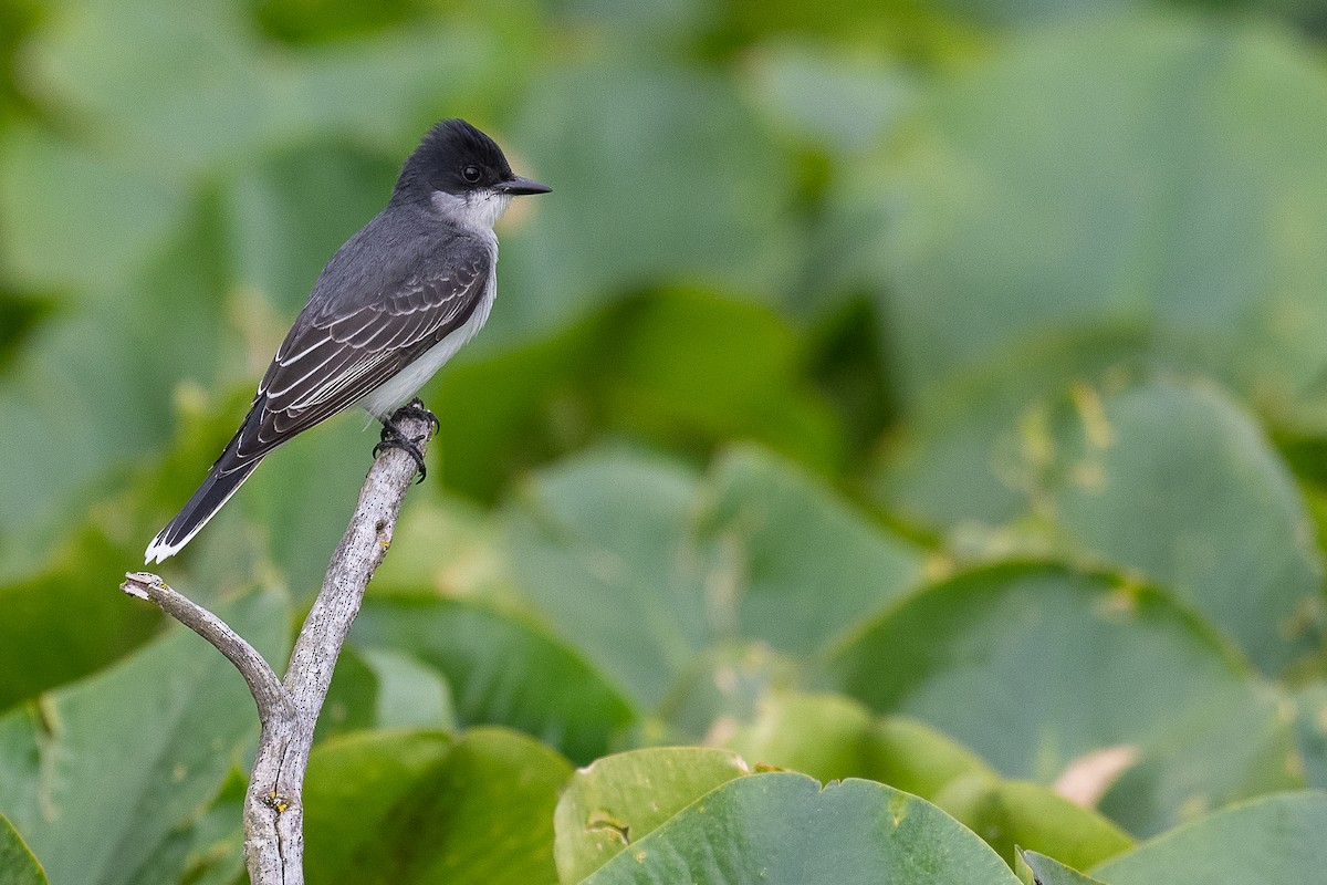 Eastern Kingbird - Mike Schijf