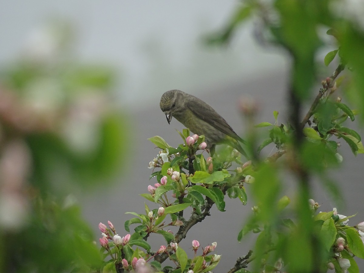 Red Crossbill - Ashu Singh