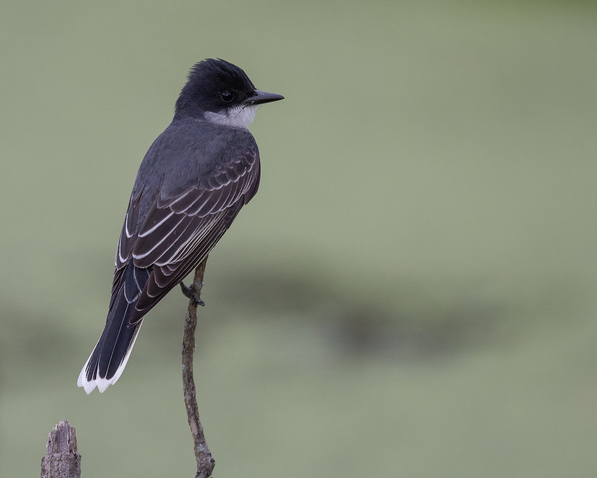 Eastern Kingbird - Mike Schijf