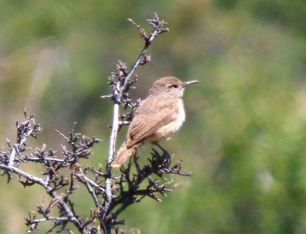 Rock Wren - David Smith