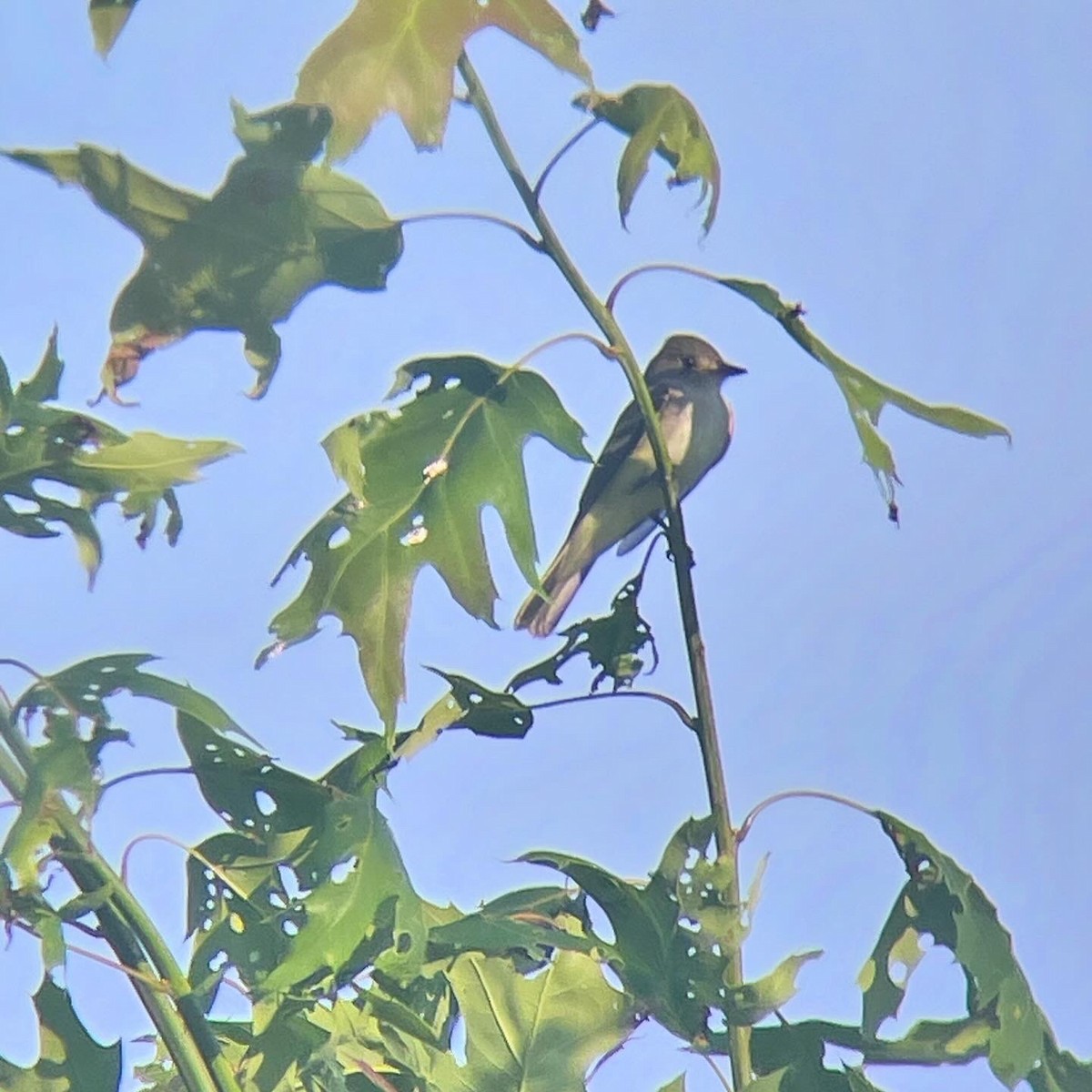 Willow Flycatcher - Dave Votta