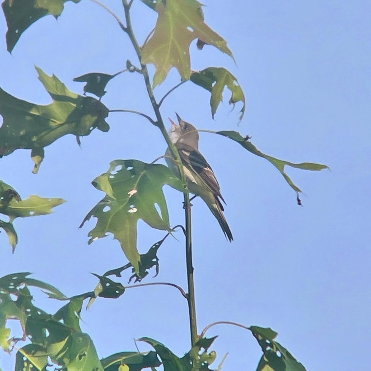 Willow Flycatcher - Dave Votta