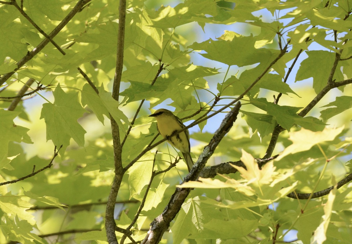 Blue-winged Warbler - Wes Hoyer