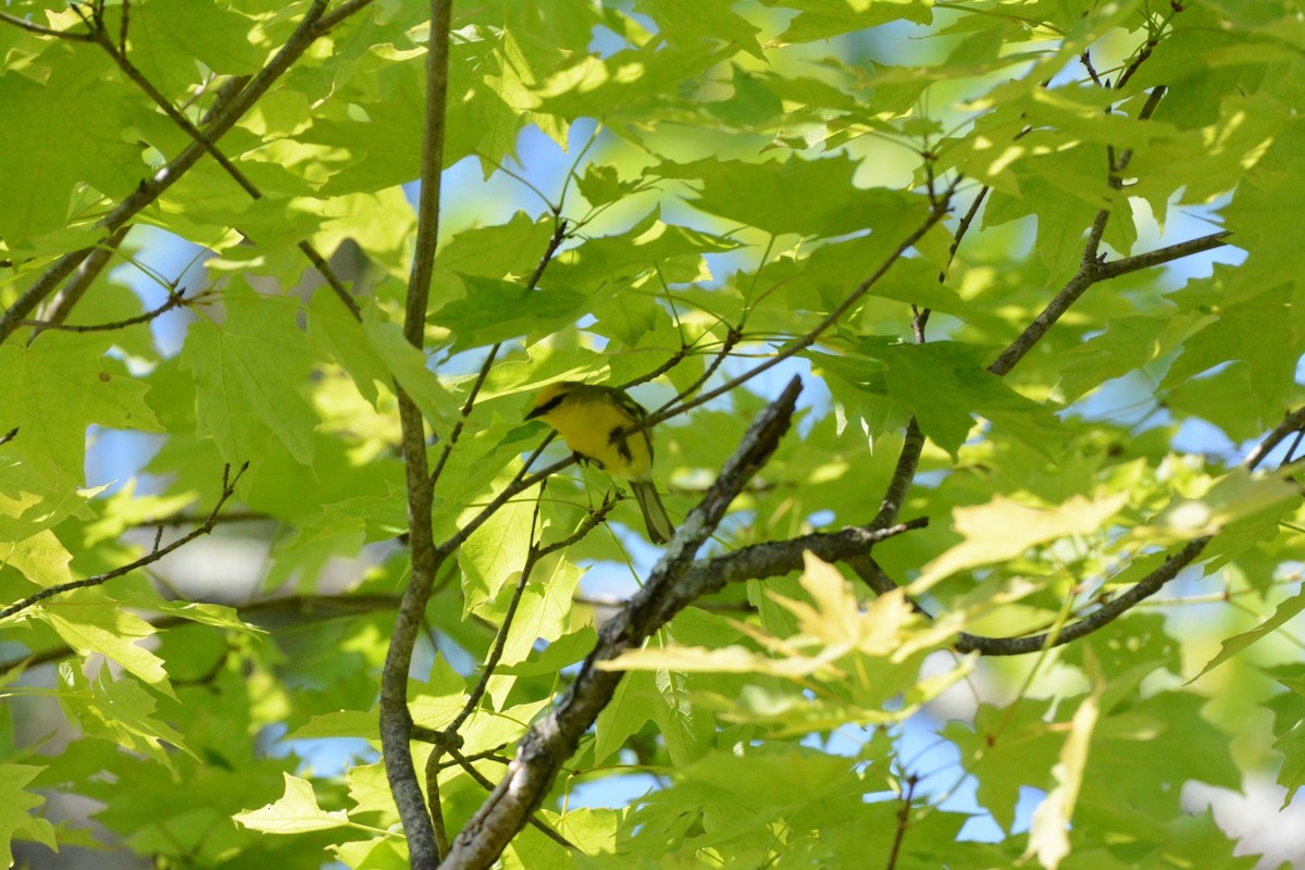 Blue-winged Warbler - Wes Hoyer