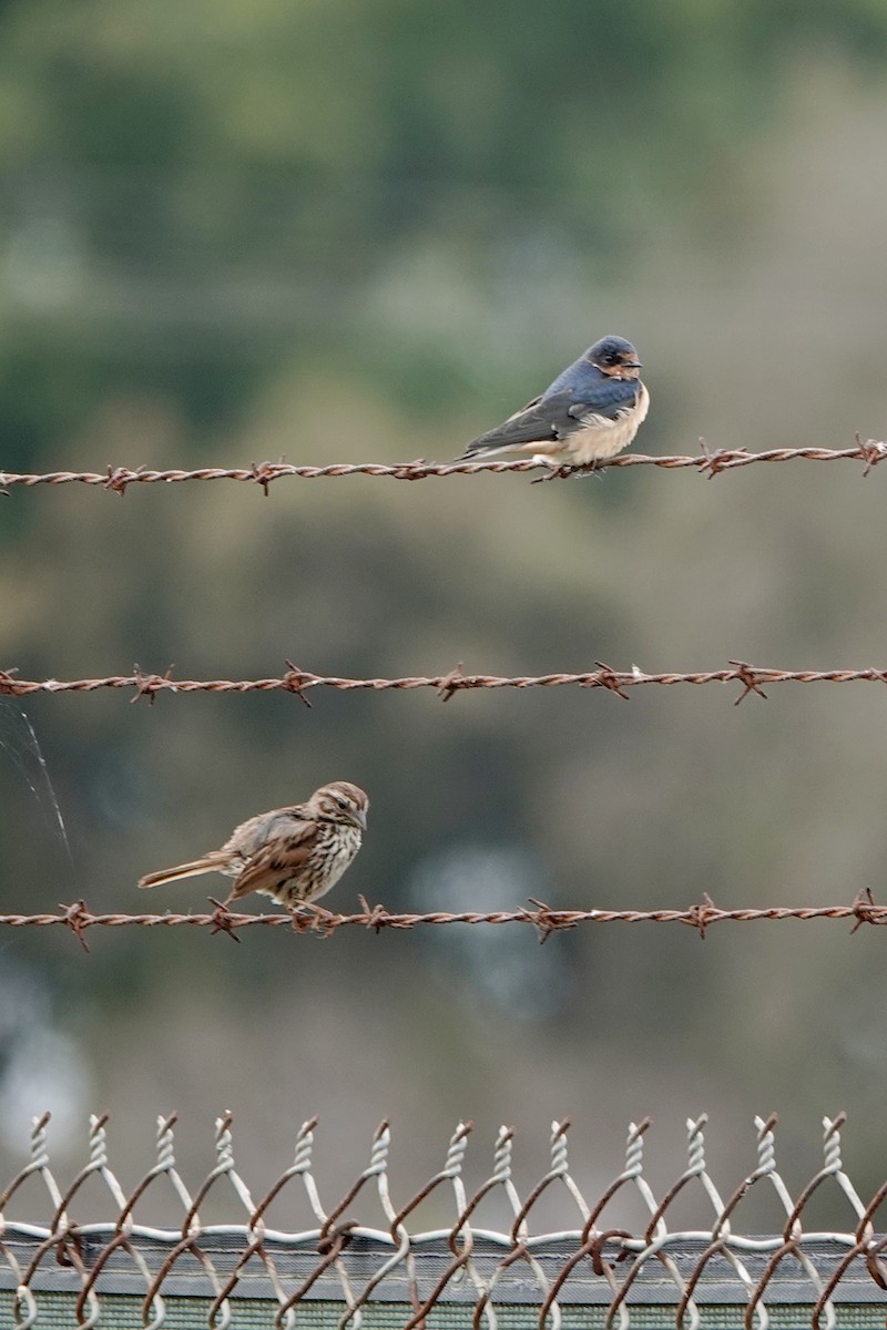 Barn Swallow - Steve Neely