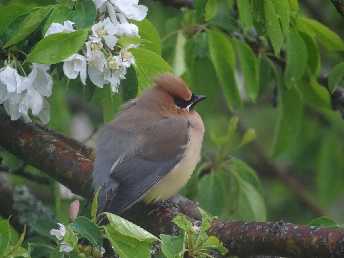 Cedar Waxwing - Ashu Singh