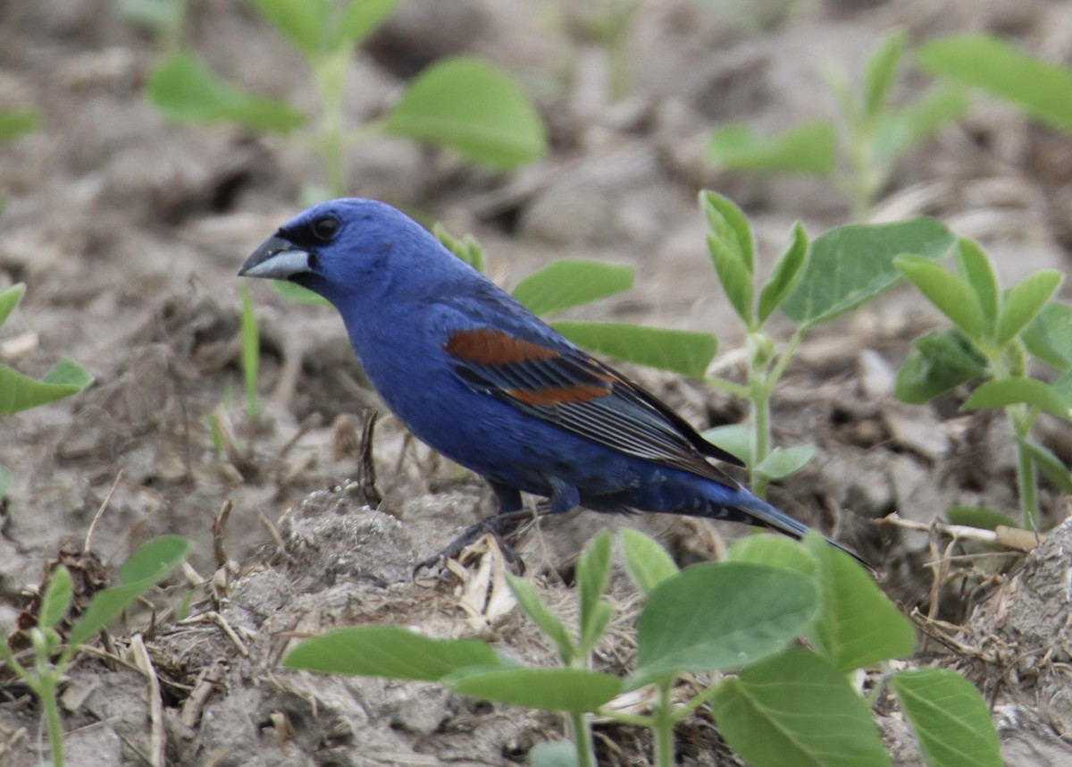 Blue Grosbeak - Russell Hillsley