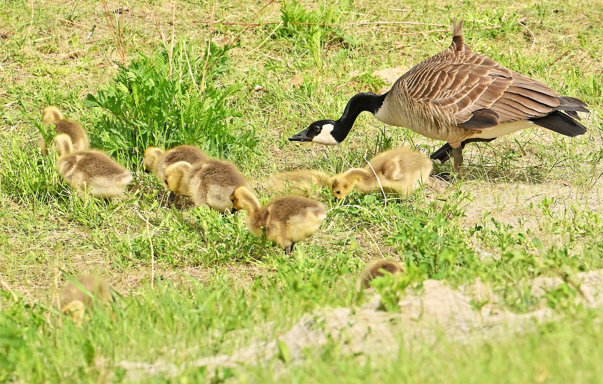 Canada Goose - Wayne Oakes