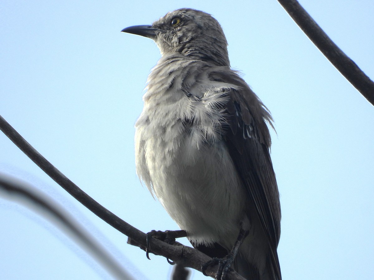 Tropical Mockingbird - Jose Fernando Sanchez O.