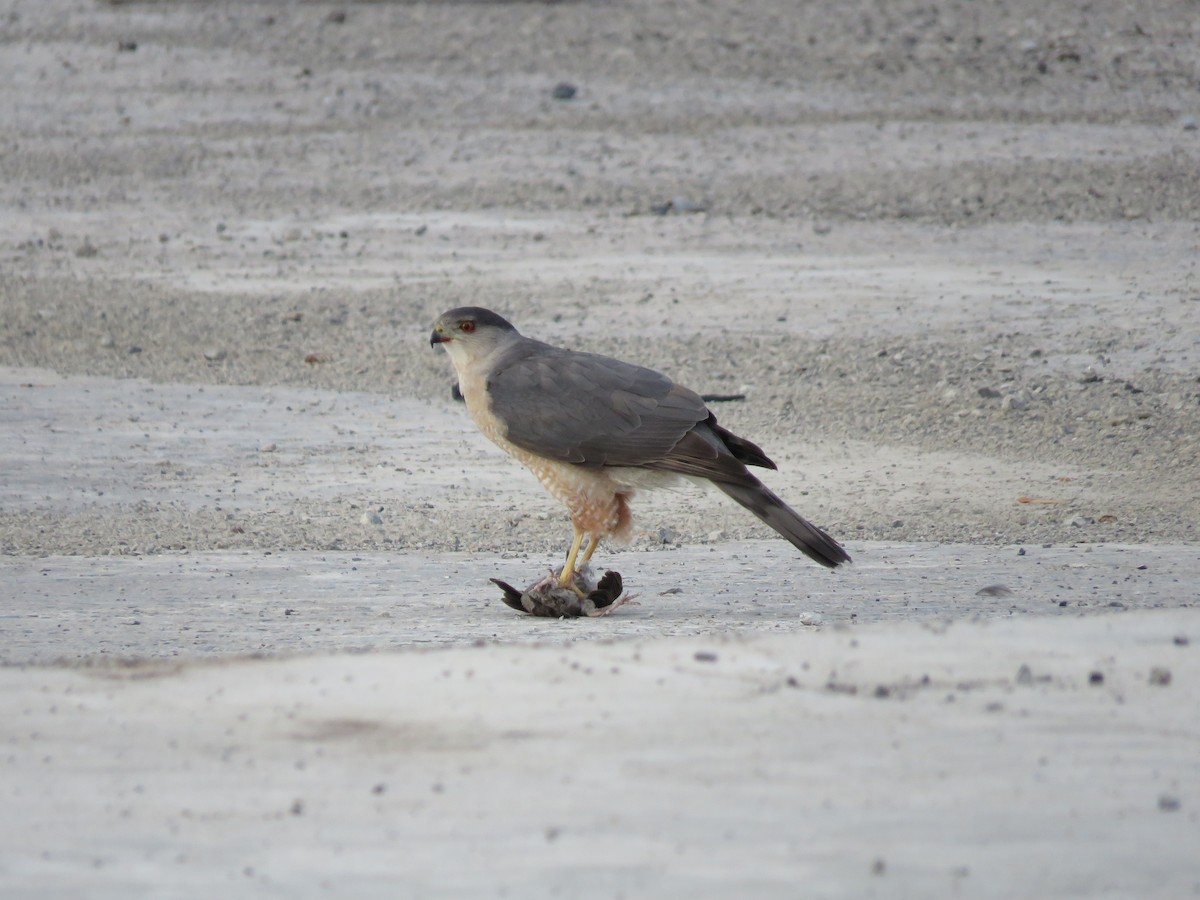 Cooper's Hawk - jf cyr