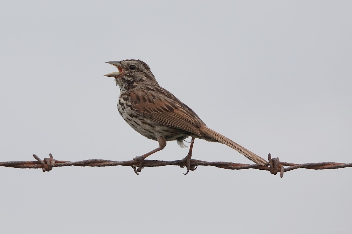 Song Sparrow - ML619546288