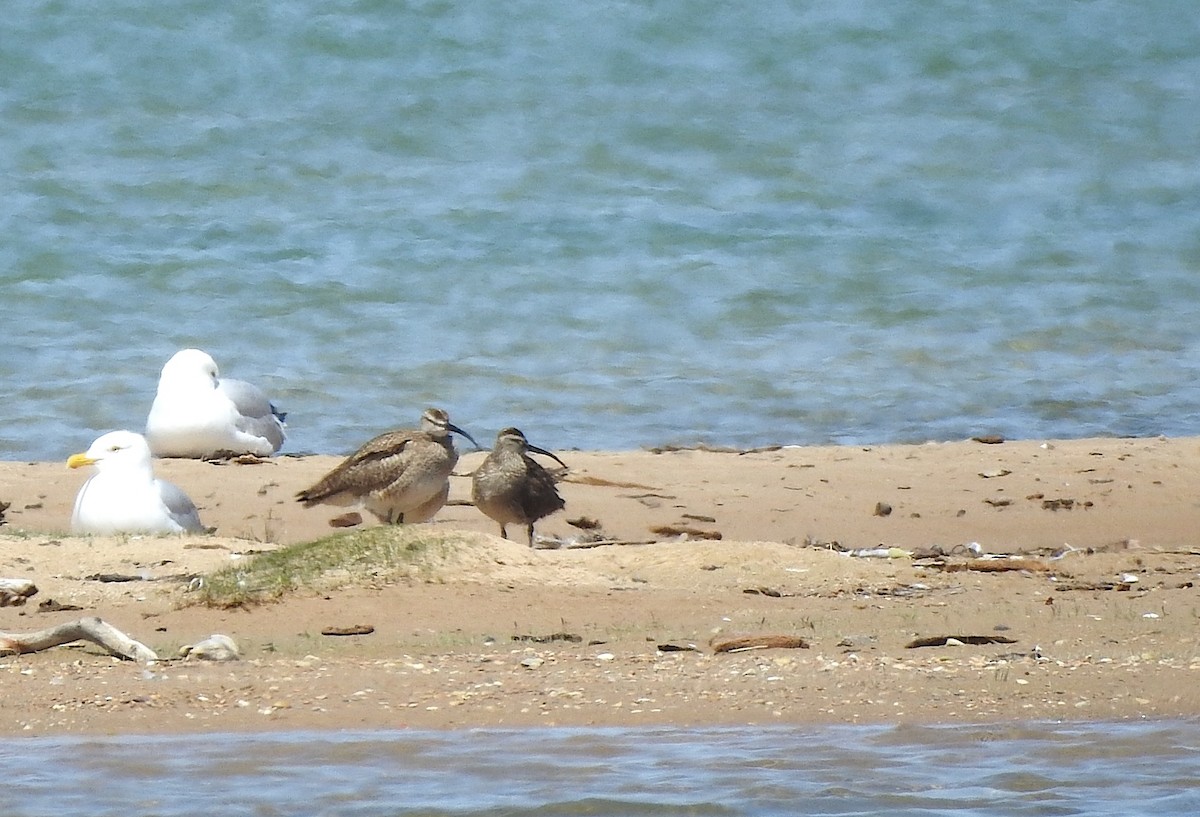 Whimbrel - Alexa Veenema