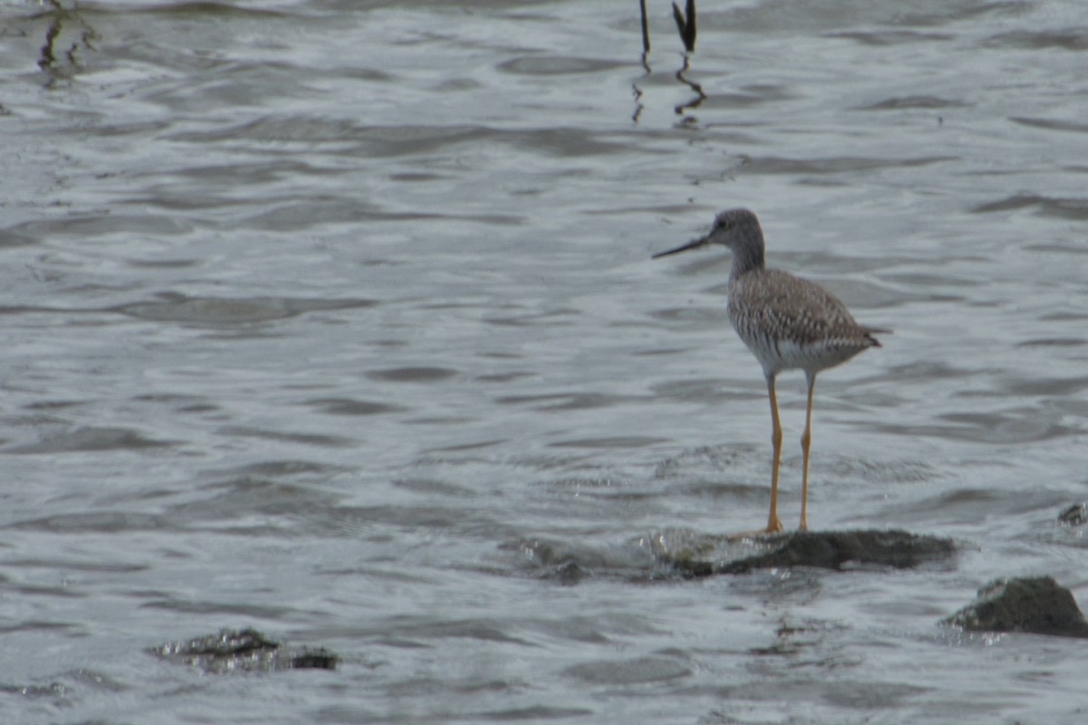 Greater Yellowlegs - Rob Kelder