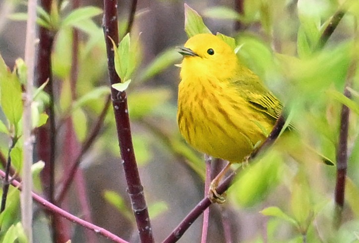 Yellow Warbler - Wayne Oakes