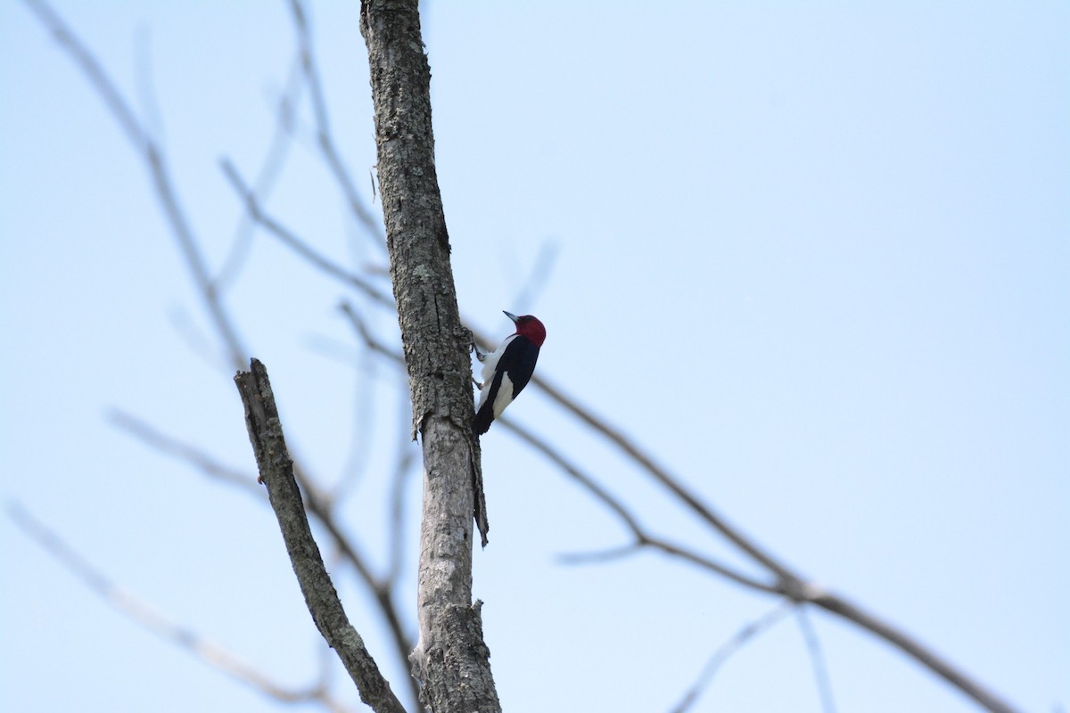 Red-headed Woodpecker - Wes Hoyer