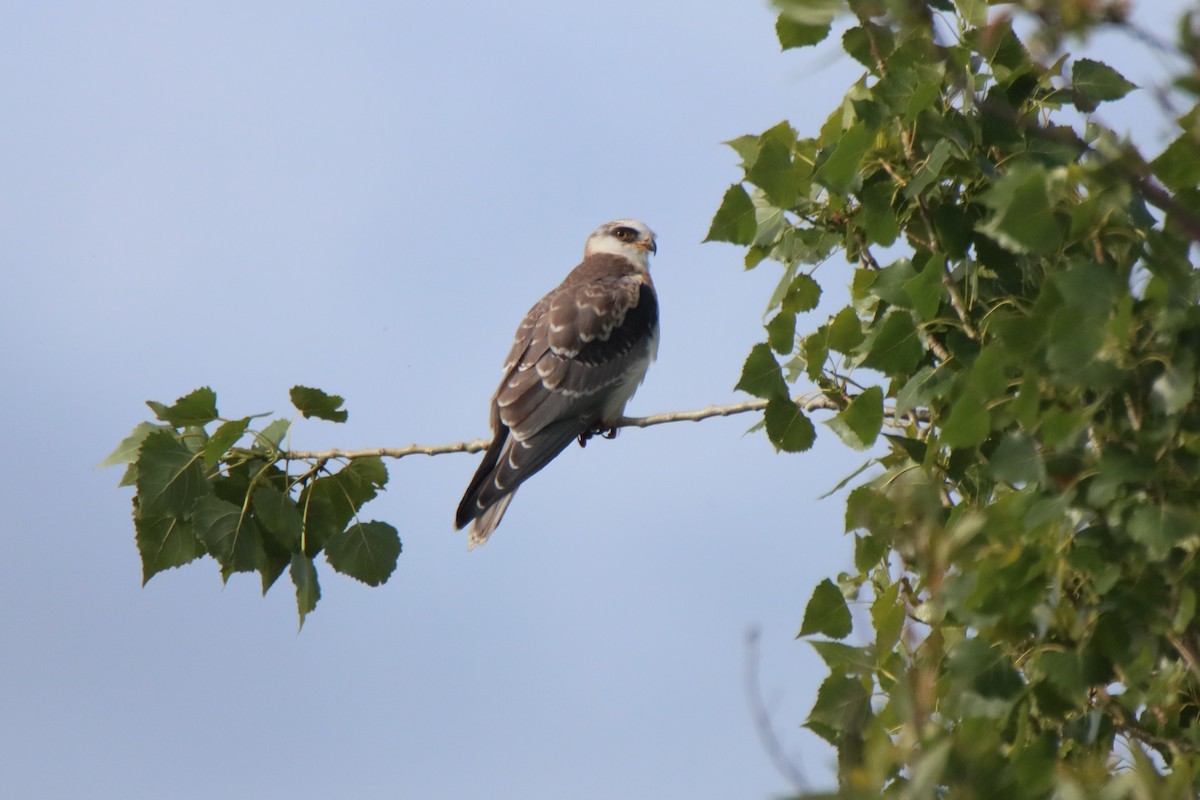 White-tailed Kite - Vicky Atkinson