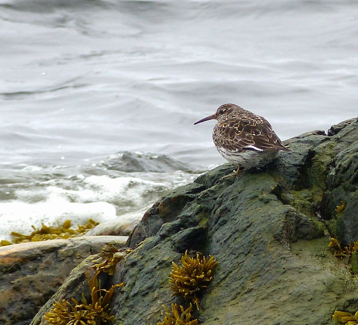 Purple Sandpiper - Marie Giroux