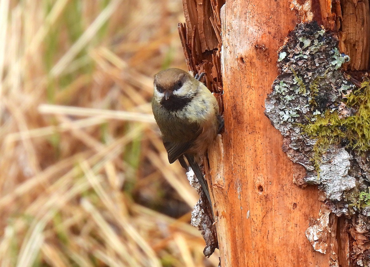 Boreal Chickadee - Ted Floyd