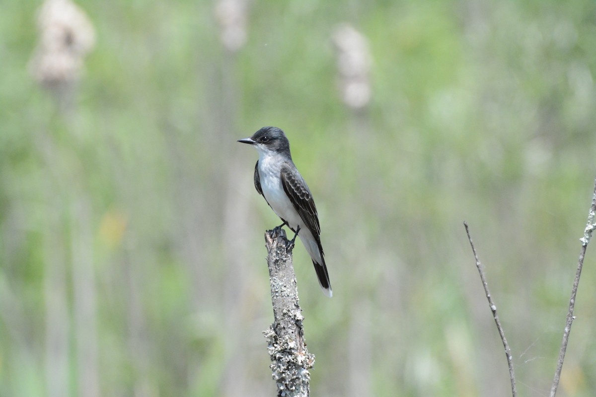 Eastern Kingbird - Wes Hoyer