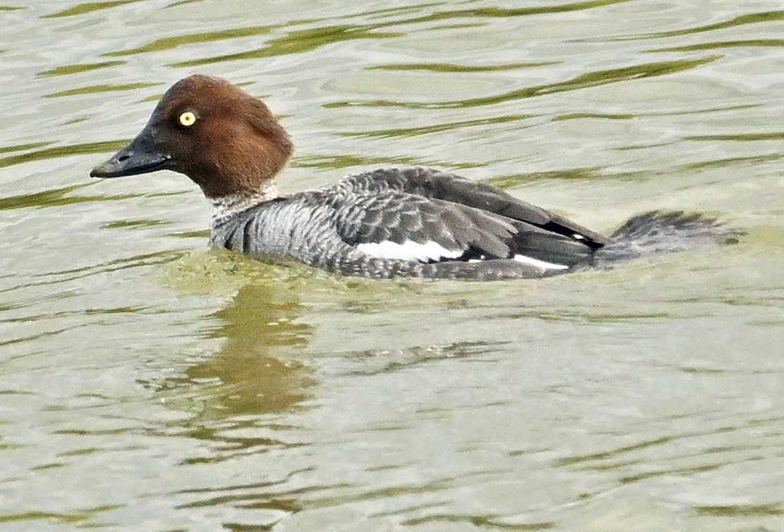 Common Goldeneye - Wayne Oakes