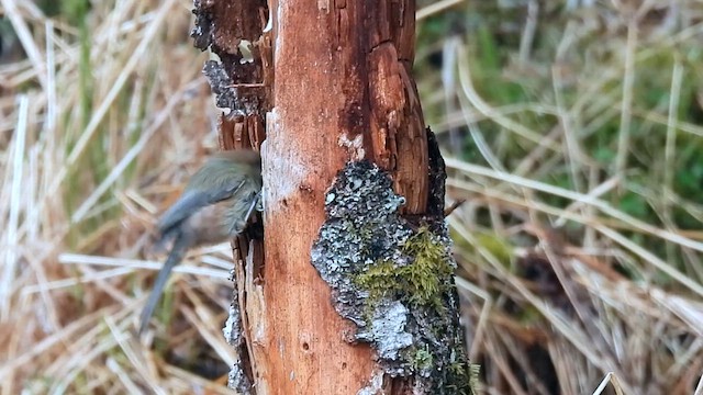 Boreal Chickadee - ML619546321