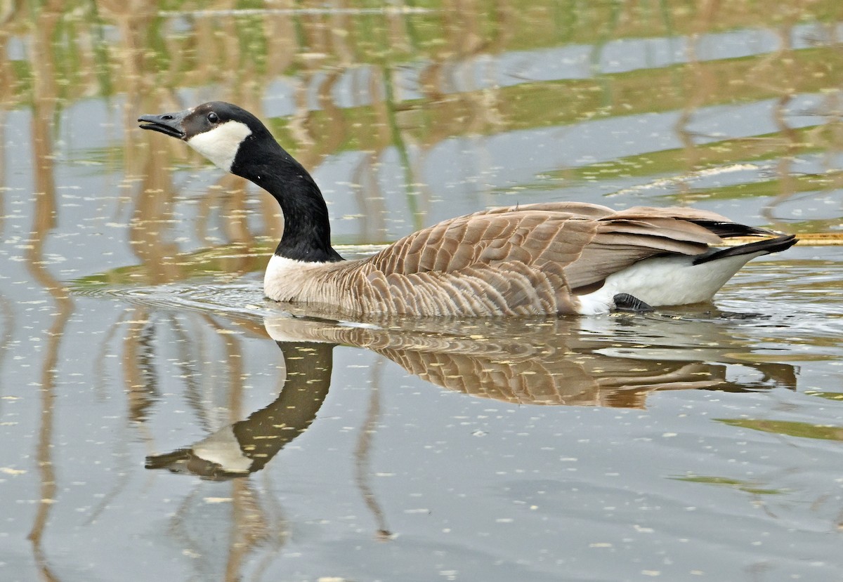 Canada Goose - Wayne Oakes