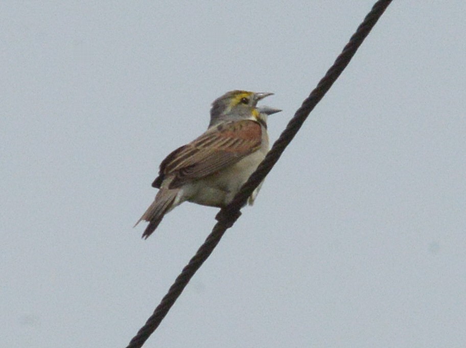 Dickcissel - Vicki Buchwald