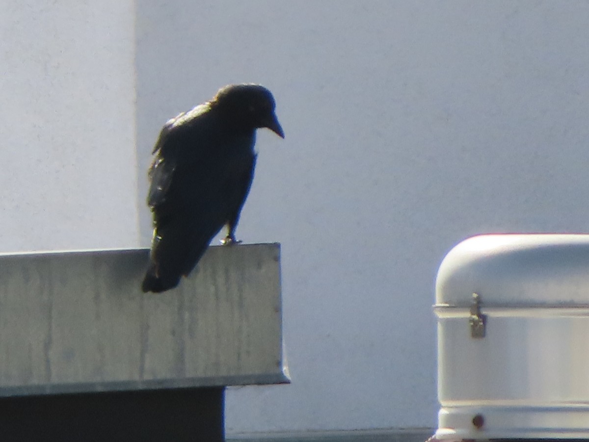 American Crow - ML619546324