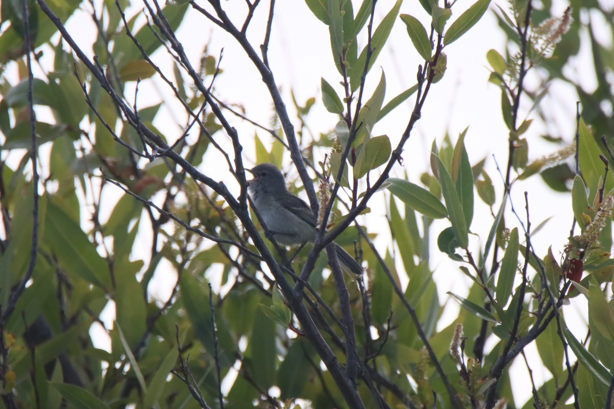 Bell's Vireo - Vicky Atkinson