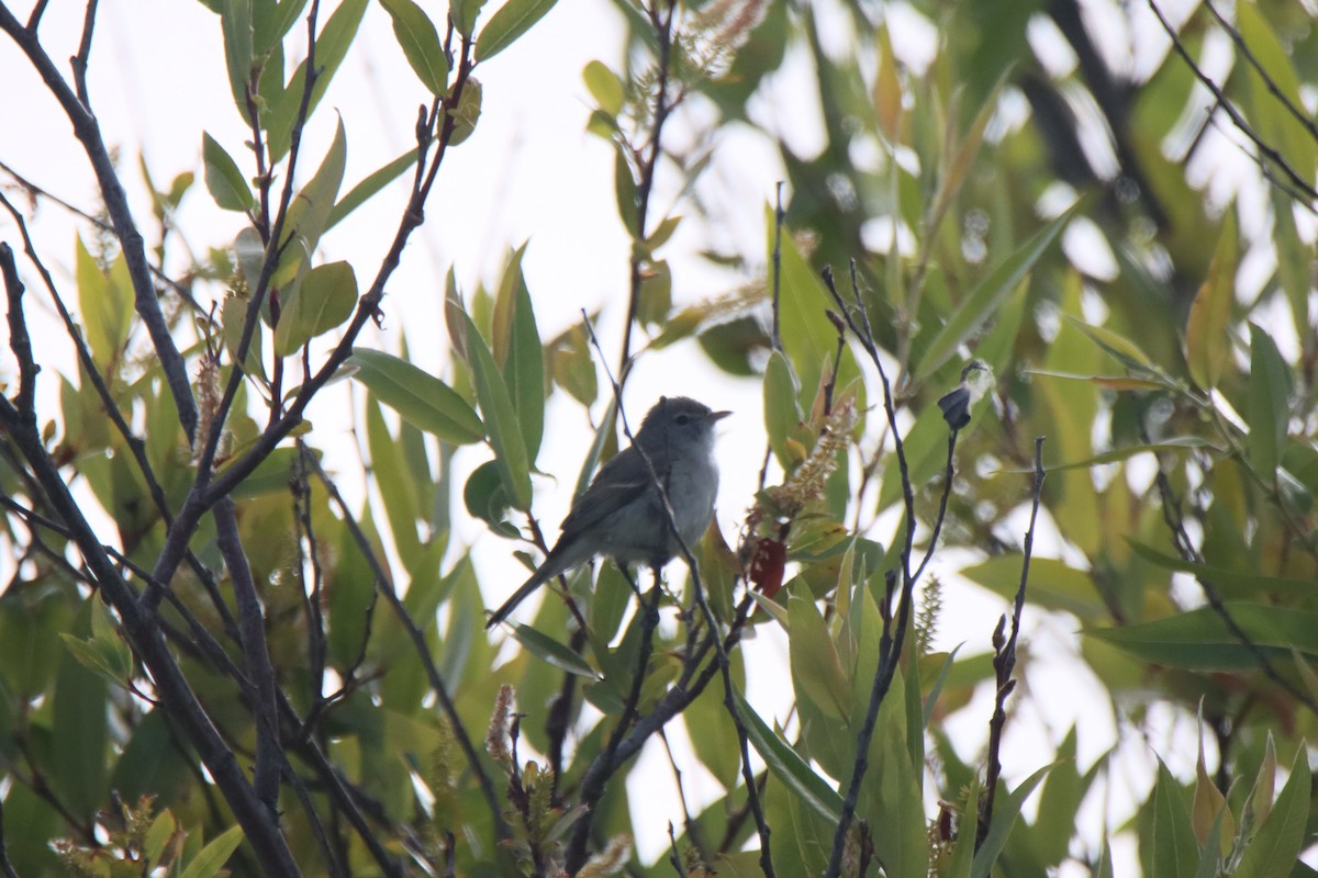 Bell's Vireo - Vicky Atkinson