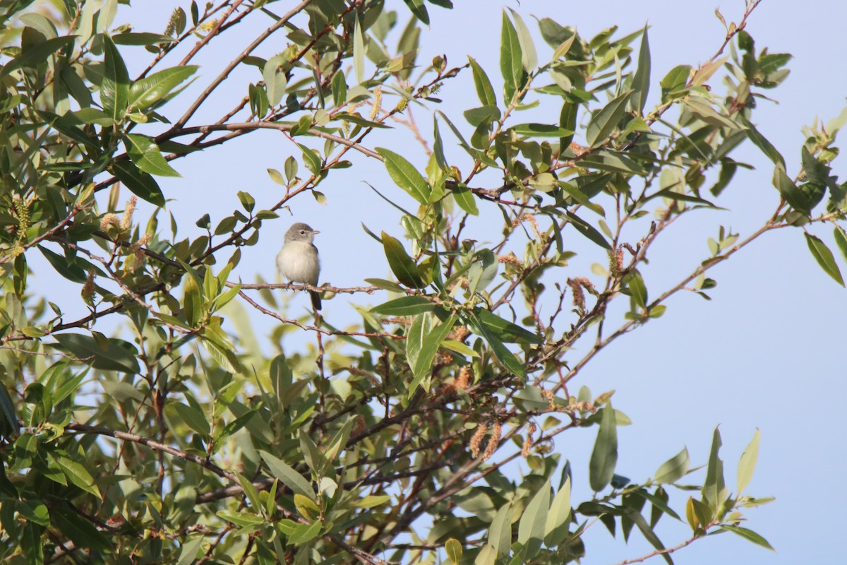 Bell's Vireo - Vicky Atkinson