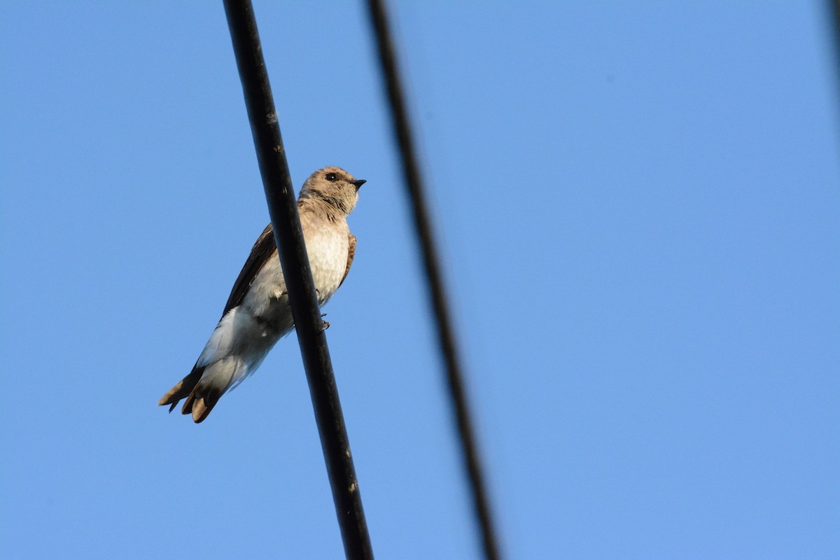 Northern Rough-winged Swallow - Wes Hoyer