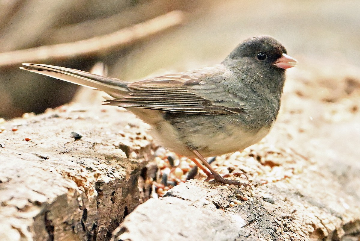 Dark-eyed Junco (Slate-colored) - ML619546340