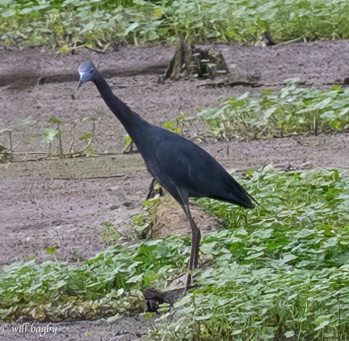 Little Blue Heron - Will Bagby