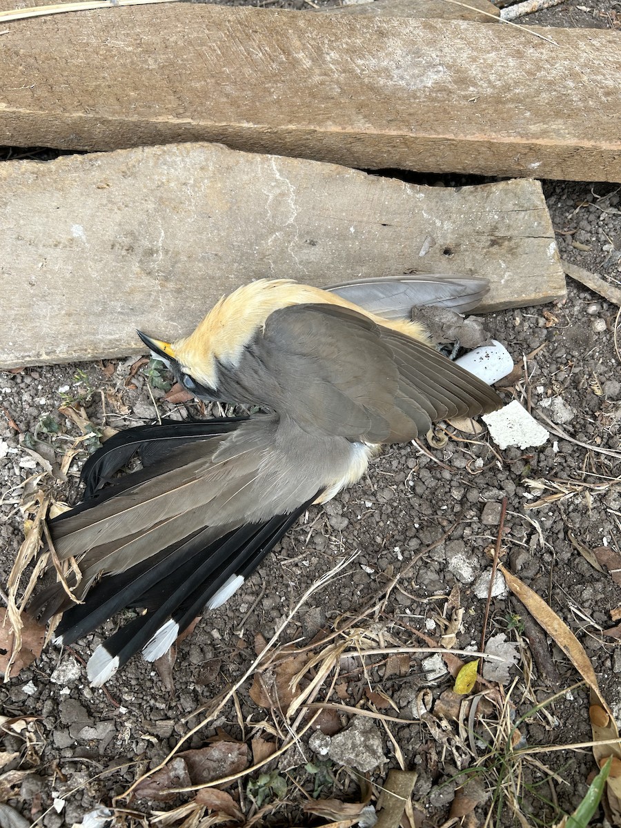 Mangrove Cuckoo - ML619546343