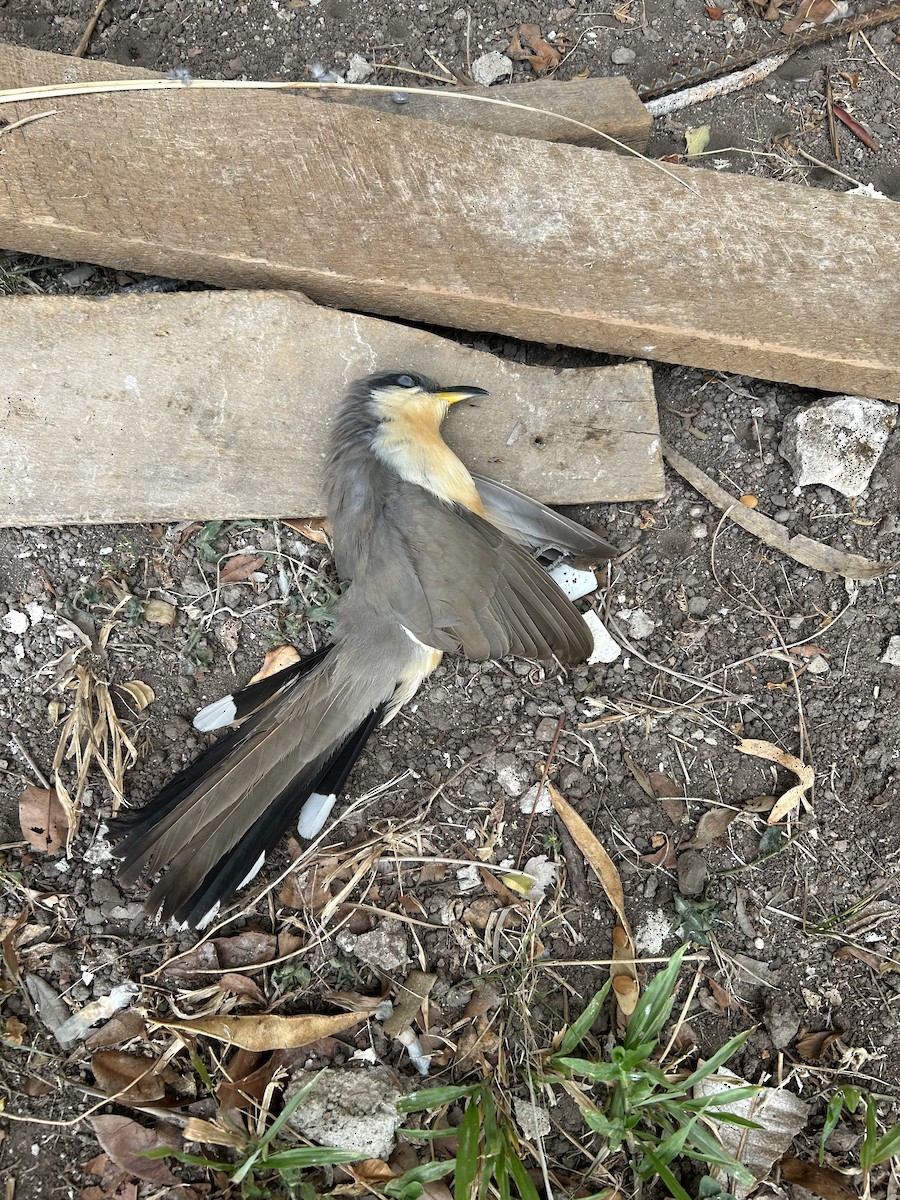 Mangrove Cuckoo - ML619546344