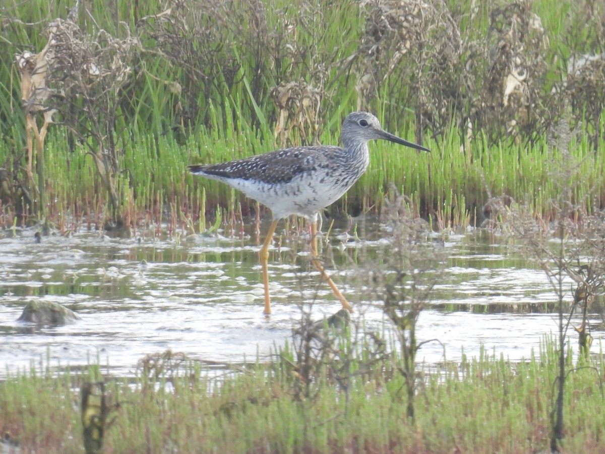 Greater Yellowlegs - Cindy Leffelman