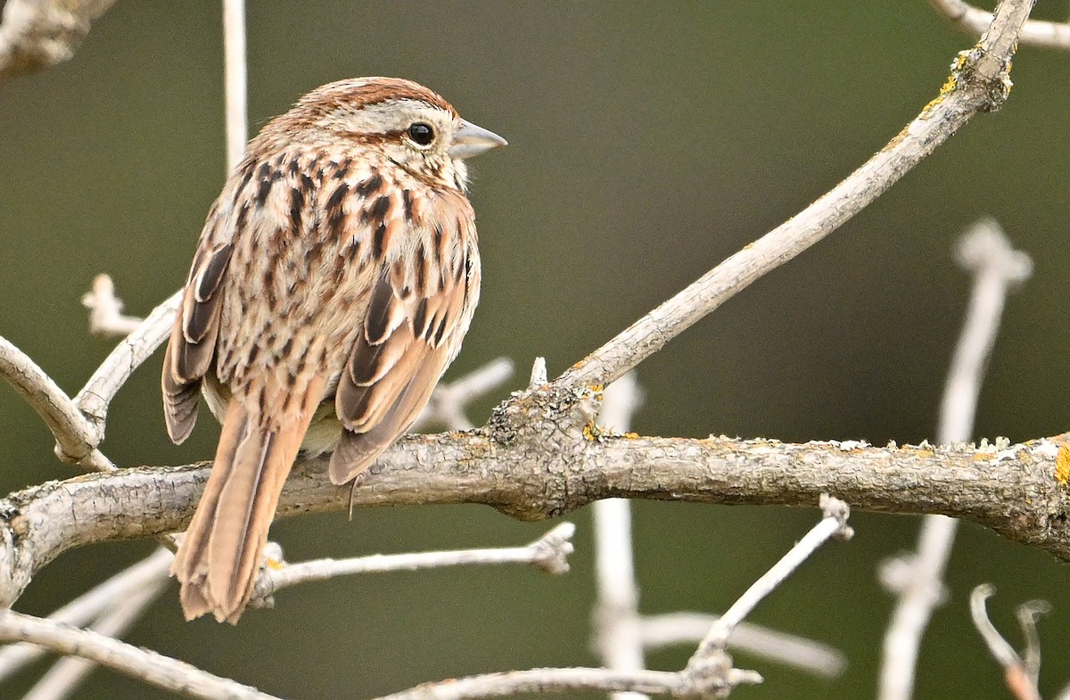 Song Sparrow - Wayne Oakes