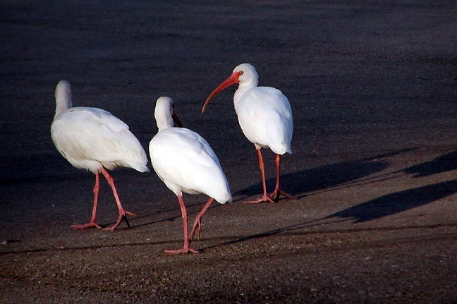 White Ibis - John Raymond