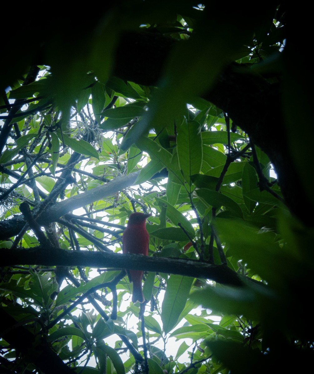 Summer Tanager - Eyder Daniel Gómez López