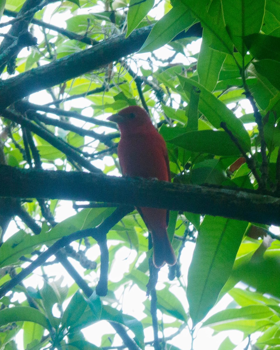 Summer Tanager - Eyder Daniel Gómez López