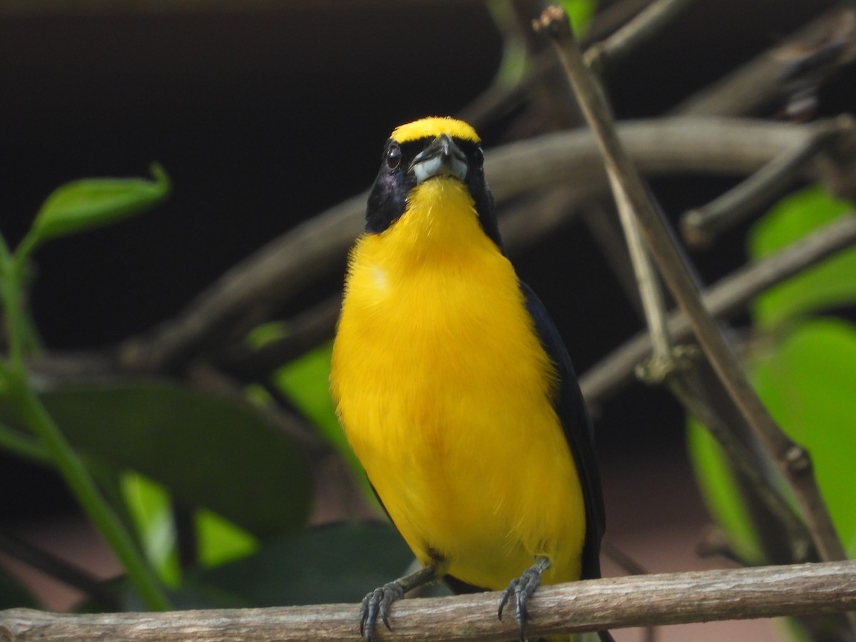 Thick-billed Euphonia - Jose Fernando Sanchez O.