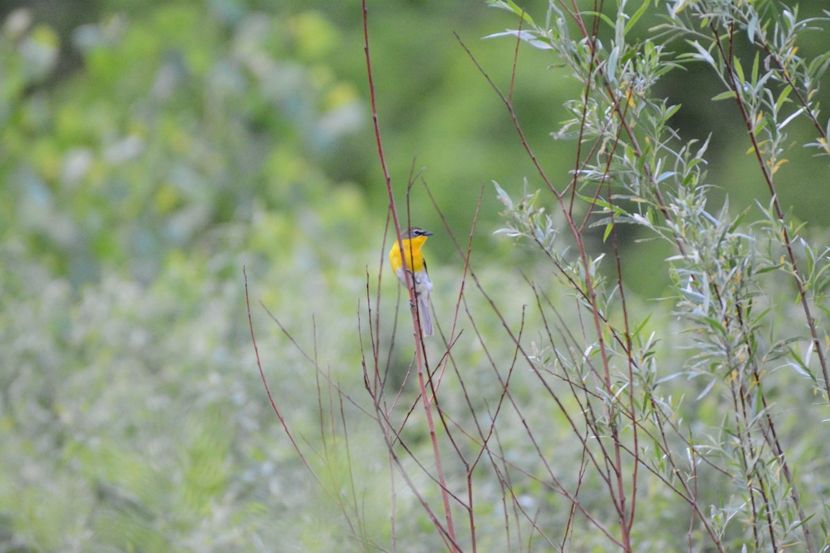 Yellow-breasted Chat - Wes Hoyer