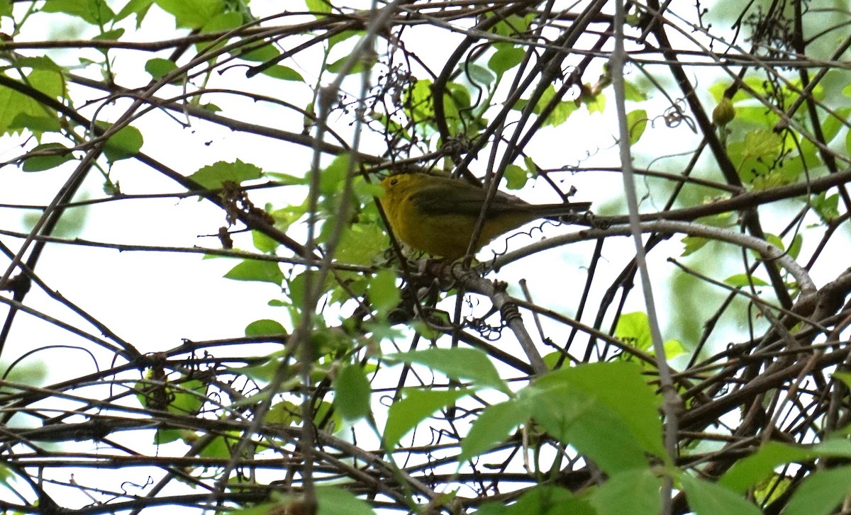 Wilson's Warbler - Marcia Dunham