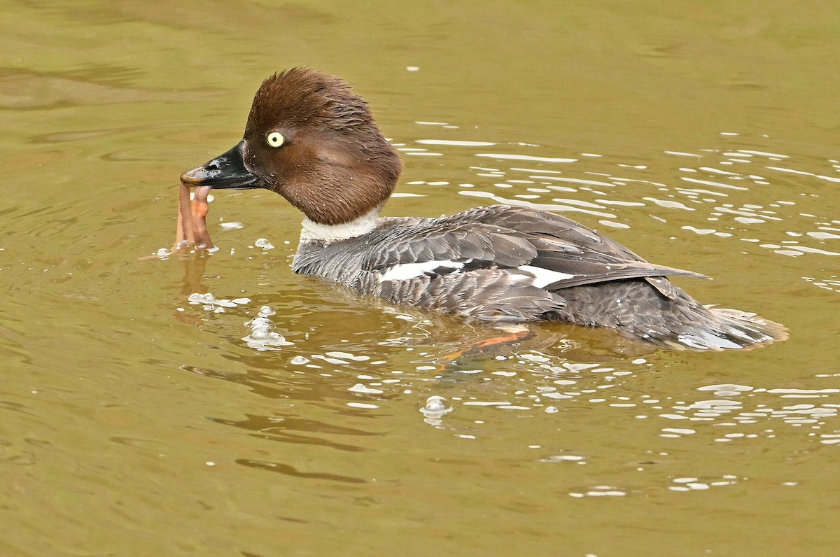 Common Goldeneye - Wayne Oakes