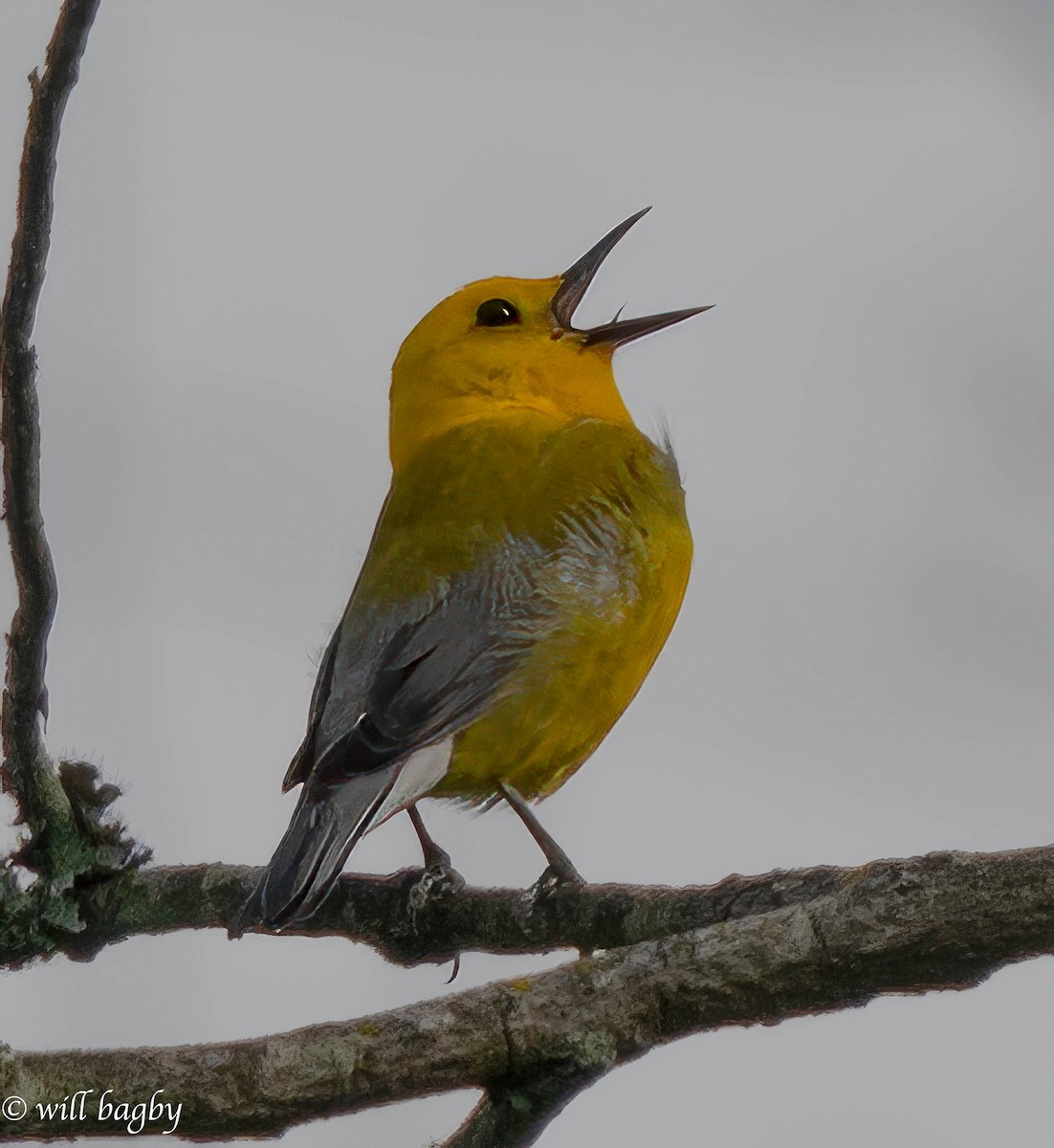 Prothonotary Warbler - Will Bagby