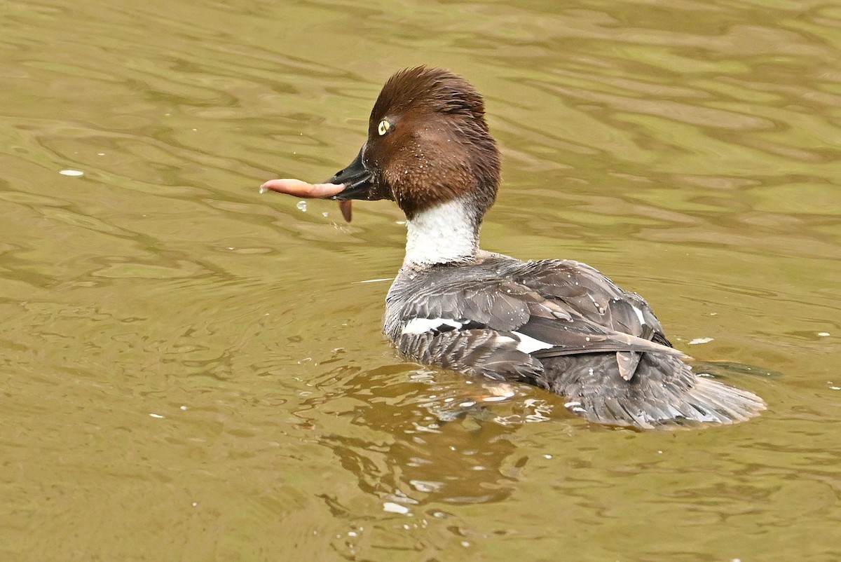 Common Goldeneye - Wayne Oakes