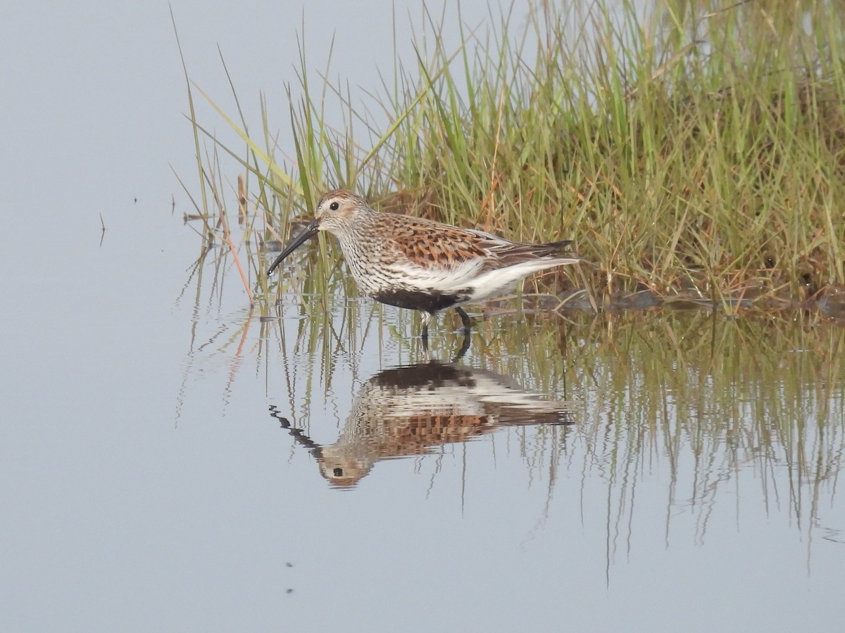 Dunlin - ML619546368